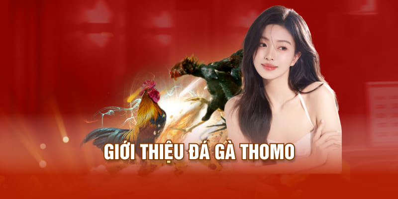 Giới thiệu đá gà thomo