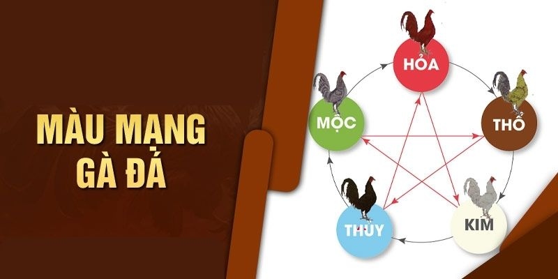 Những dòng gà xuất hiện nhiều nhất trong cách xác định màu mạng gà đá